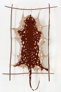 5c1a9-rm-tiger_quoll25231copy